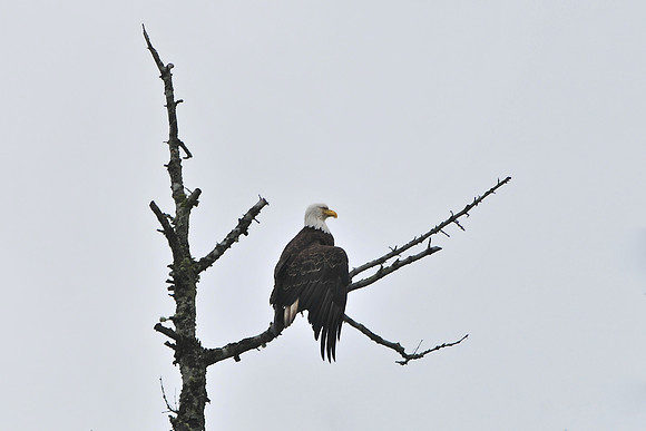 Bald eagle, Johnstone Strait