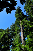 Cathedral Grove, MacMillan Provincial Park