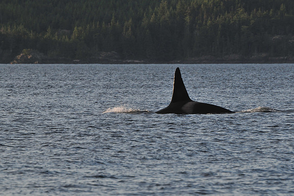 Orca (killer whale), Johnstone Strait