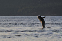 Orca (killer whale), Johnstone Strait