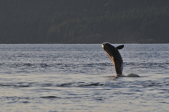 Orca (killer whale), Johnstone Strait