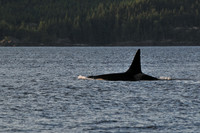Orca (killer whale), Johnstone Strait