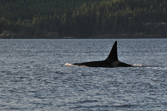 Orca (killer whale), Johnstone Strait