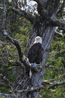 Bald eagle, Johnstone Strait