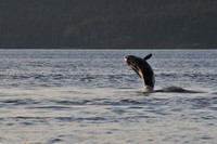 Orca (killer whale), Johnstone Strait