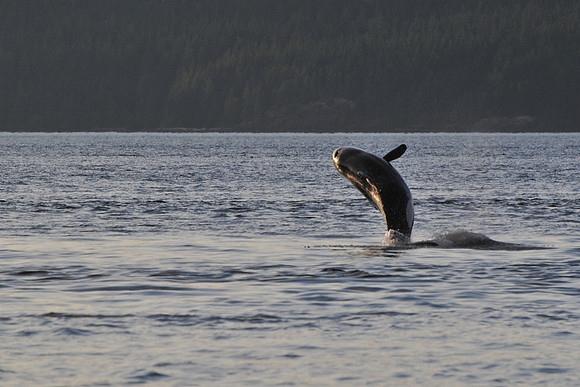 Orca (killer whale), Johnstone Strait