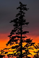 Ucluelet sunset
