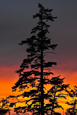 Ucluelet sunset