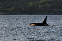 Orca (killer whale), Johnstone Strait
