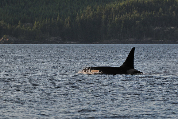 Orca (killer whale), Johnstone Strait