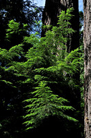 Cathedral Grove, MacMillan Provincial Park