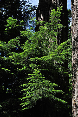 Cathedral Grove, MacMillan Provincial Park