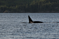 Orca (killer whale), Johnstone Strait
