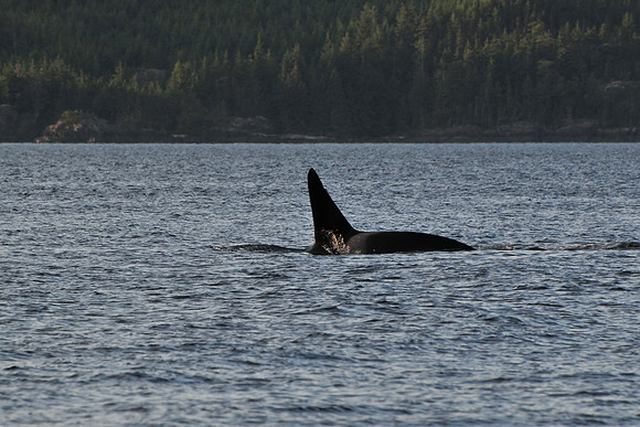 Orca (killer whale), Johnstone Strait