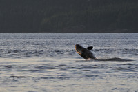 Orca (killer whale), Johnstone Strait