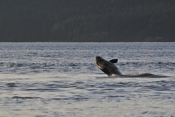 Orca (killer whale), Johnstone Strait