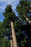 Cathedral Grove, MacMillan Provincial Park