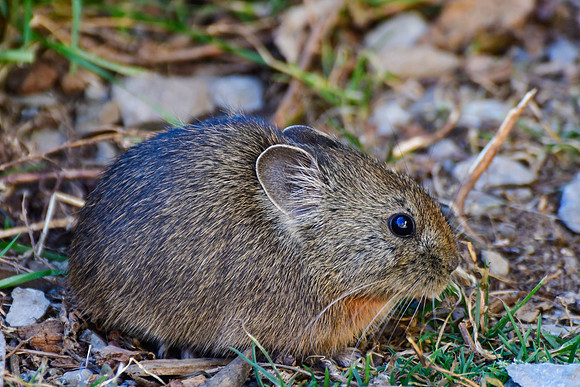 A pika on the slopes above Chhule