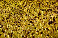 A field of millet in Chumling