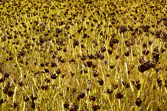 A field of millet in Chumling