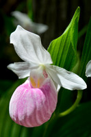 Showy lady's slipper, also known as Queen lady's slipper (Cypripedium reginae)