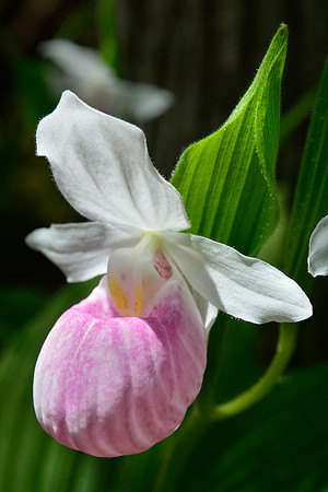 Showy lady's slipper, also known as Queen lady's slipper (Cypripedium reginae)