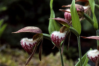 Ram's head lady's slipper (Cypripedium arietinum)