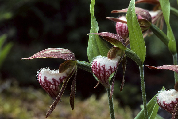 Ram's head lady's slipper (Cypripedium arietinum)