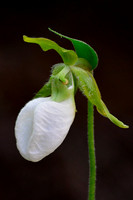 A rare white form of pink lady's slipper (Cypripedium acaule var. alba)