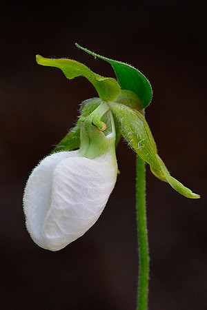 A rare white form of pink lady's slipper (Cypripedium acaule var. alba)