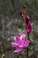 Grass pink, also know as Calopogon (Calopogon tuberosus)