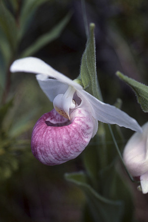 Showy lady's slipper, also known as Queen lady's slipper (Cypripedium reginae)