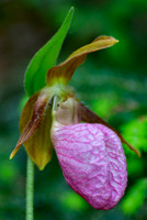 Pink lady's slipper (Cypripedium acaule)