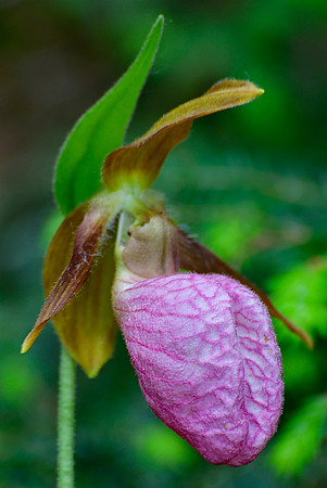 Pink lady's slipper (Cypripedium acaule)