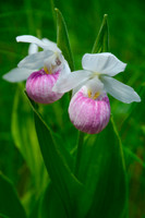 Showy lady's slippers, also known as Queen lady's slippers (Cypripedium reginae)