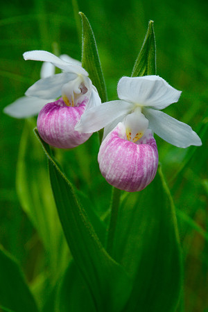 Showy lady's slippers, also known as Queen lady's slippers (Cypripedium reginae)