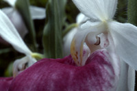 Showy lady's slipper, also known as Queen lady's slipper (Cypripedium reginae)