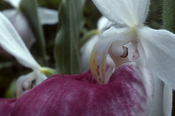 Showy lady's slipper, also known as Queen lady's slipper (Cypripedium reginae)