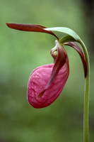 Pink lady's slipper (Cypripedium acaule)