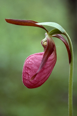 Pink lady's slipper (Cypripedium acaule)