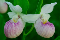 Showy lady's slippers, also known as Queen lady's slippers (Cypripedium reginae)