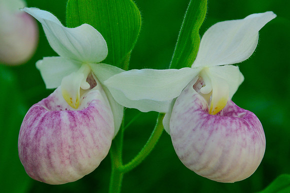 Showy lady's slippers, also known as Queen lady's slippers (Cypripedium reginae)