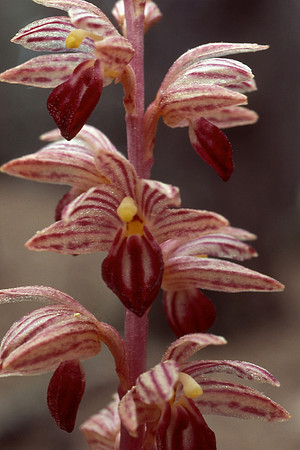 Striped coralroot (Corallorhiza striata)