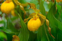 Yellow lady's slipper (Cypripedium calceolus)