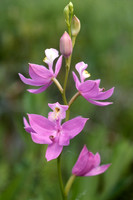 Grass pink, also know as Calopogon (Calopogon tuberosus)