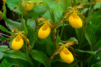 Yellow lady's slipper (Cypripedium calceolus)