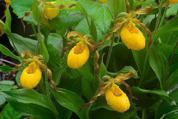 Yellow lady's slipper (Cypripedium calceolus)