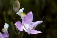 Grass pink, also know as Calopogon (Calopogon tuberosus)