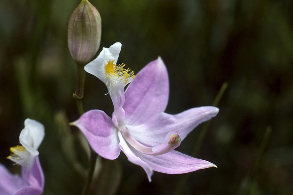 Grass pink, also know as Calopogon (Calopogon tuberosus)
