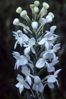 White fringed orchid (Platanthera blephariglottis)
